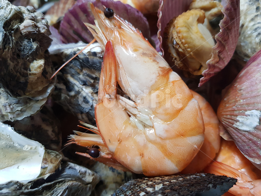 새우,쉬림프,해산물,shrimp,seafood