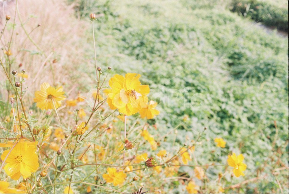필름카메라,필음,필름사진,감성사진,애기똥풀,들꽃,노란꽃,꽃,가을,계절,fall,autumn,season,식물,자연,plants,nature,꽃,flower,감성,sensible,feeling,plant
