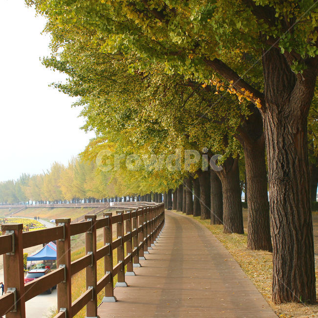 은행나무,길,가을,계절,자연,fall,은행,가을,계절,fall,autumn,season,자연,풍경,nature,landscape,railing,난간,water,물