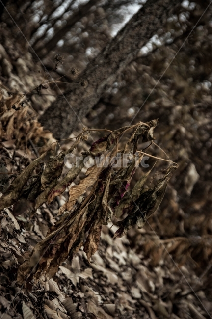 자연,분위기,가을,낙엽,겨울,산,감성,대구,와룡산,풍경,가을,계절,fall,autumn,season,ground,바닥,plant,식물