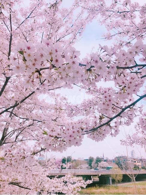 하늘,구름,벚꽃,cherryblossom,분홍,차분함,평화로움