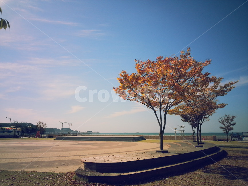 나무,가로수,공원,하늘,낙엽,단풍,바닷가,가을,오후,자연,tree,veiw