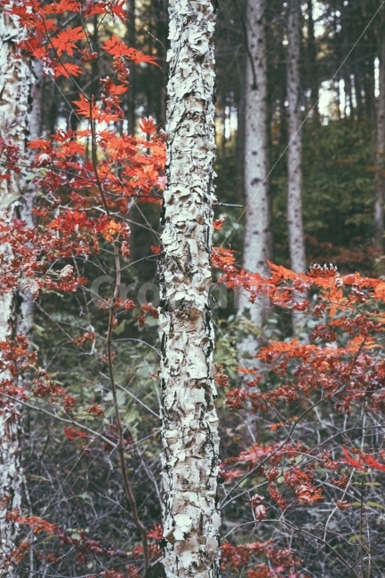 자작,단풍,나무,숲,가을,가을,계절,fall,autumn,season,식물,자연,plants,nature,나무,trees,wood,감성,sensible,feeling,tree,plant,leaf,잎