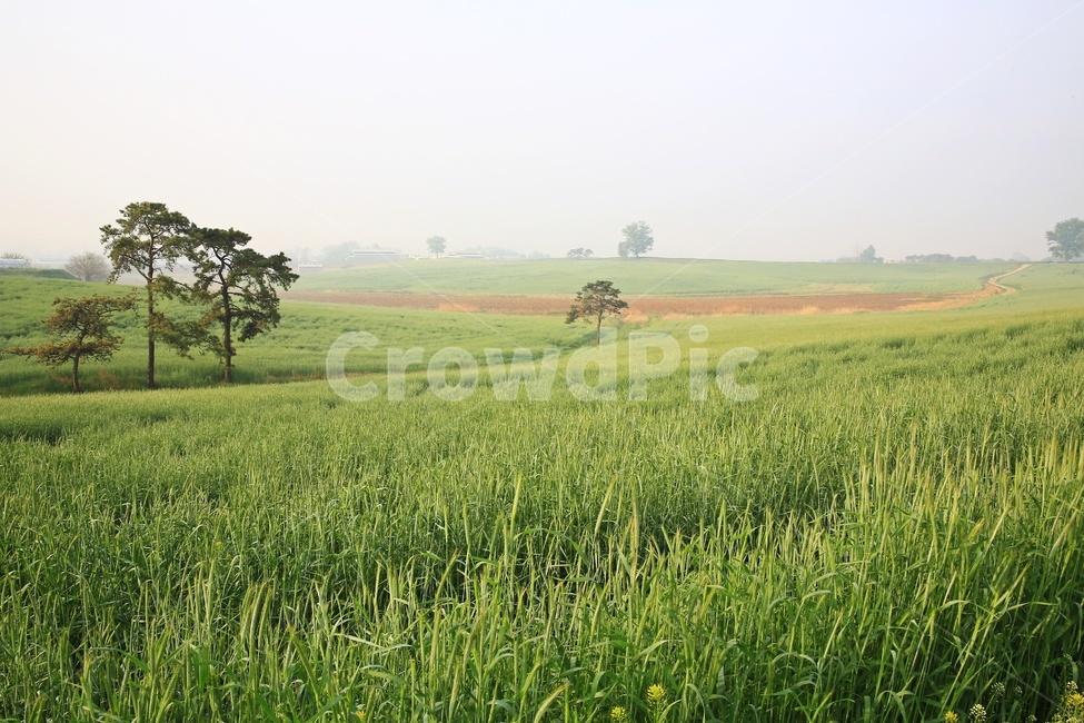 경기,안성,팜랜드,안성팜랜드,농사,농업,경작,rural,농촌,farm,농장,meadow,field,들,outdoors,옥외,grassland,목초지,nature,자연,plant,식물