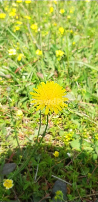 한송이,밝음,민들레,여러송이,산굼부리,노란색