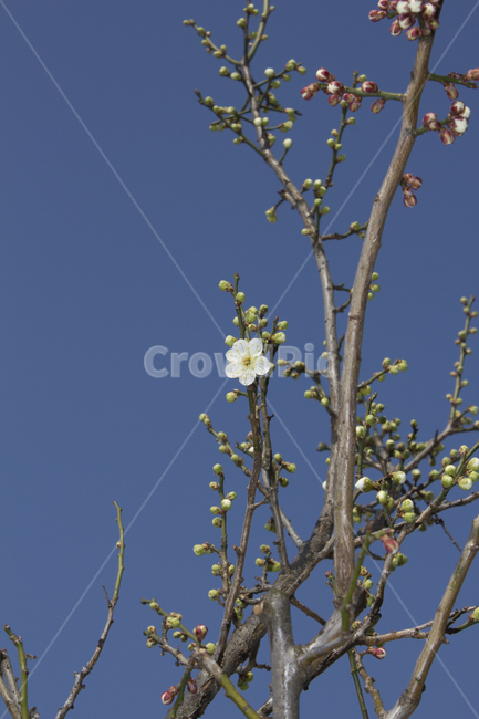자연,식물,꽃,플라워,봄,매화,매실꽃,생화,꽃봉우리,꽃망울,나뭇가지,가지,나무,매실,매실나무,흰꽃,흰색,하얀색,클로즈업,봄꽃,화이트,하늘,파랑,블루,파란색