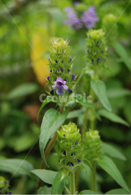 축령산,야생화,자연,봄,휴양지,식물,자연,plants,nature,꽃,flower