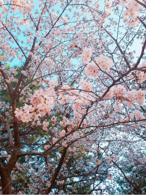 벚꽃,cherryblossom,plant,식물,blossom,꽃