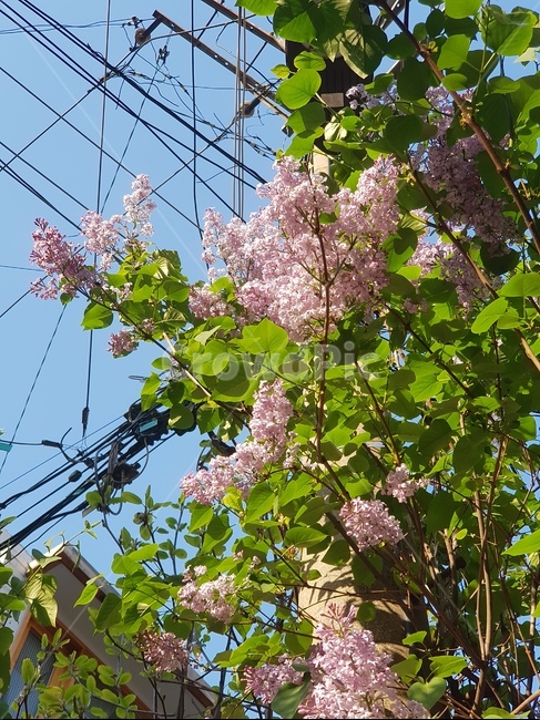 꽃,라일락,하늘,풍경,식물,자연,식물,자연,plants,nature,꽃,flower