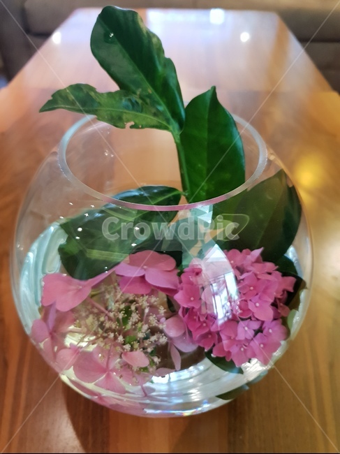 꽃,화분,식물,인테리어,꽃장식,flower,장식,생화,실내용화초,화분,화초,house plant