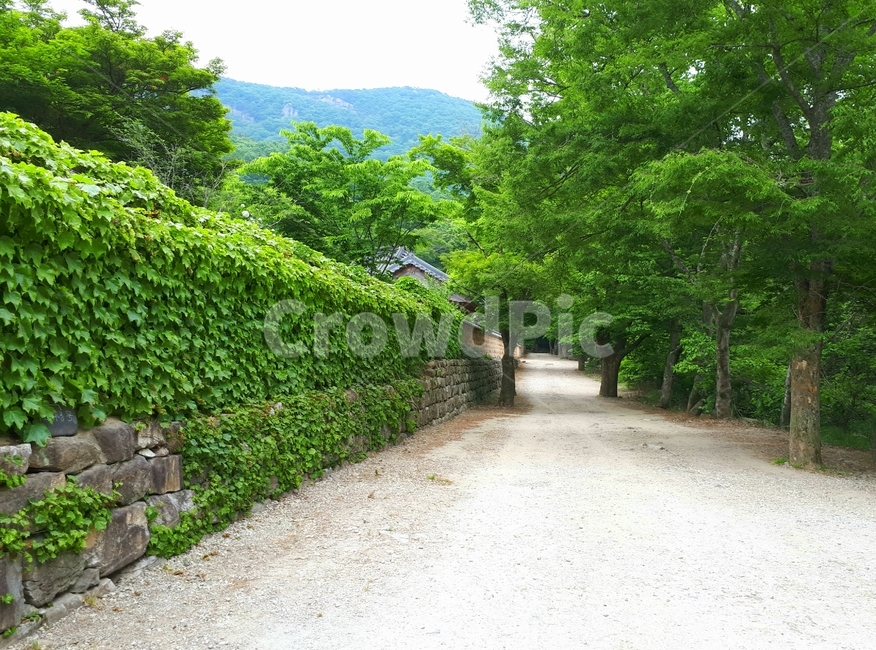 garden,정원,arbour,outdoors,옥외,길,오솔길,담쟁이,덩쿨,나무,시골길,road,promenade,tree,green,산,비포장도로,자연,nature