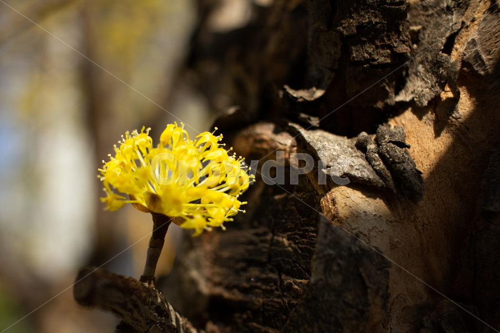 spring,flower,꽃,봄,봄꽃,산수유,식물,plant,식물,자연,plants,nature,꽃,flower