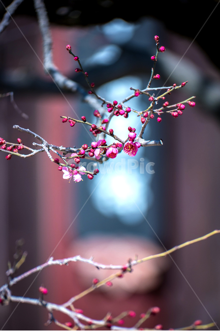 봄,홍매화,자장매,통도사,매화꽃,봄,계절,spring,season,식물,자연,plants,nature,꽃,flower,plant