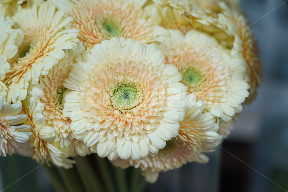 꽃,꽃박람회,플라워,flower,예쁜꽃