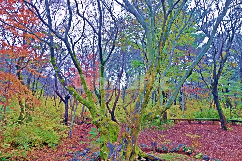 제주도,한라생태숲,연리목,낙엽,줄기,뿌리,숲,나무,단풍,가을,제주,제주도여행,제주여행,여행,자연,풍경,경치,아름다운,전망,그림,같은,뷰,추천,여행지,관광지,관광,풍광,산책,한적,운치,여유,힐링,가을,계절,fall,autumn,season,자연,풍경,nature,landscape,tree,plant,식물