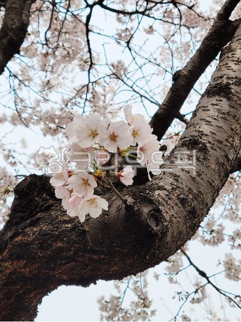 벚꽃,꽃,꽃잎,벚,나무,꽃나무,봄,식물,계절,아름다운,예쁜,이쁜,자연,flower,tree,treetrunk,나무줄기,cherryblossom