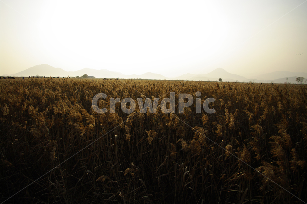 노을,풍경,갈대밭,갈대,식물,가을,계절,fall,autumn,season,자연,풍경,nature,landscape,field,들,grassland,목초지,outdoors,옥외
