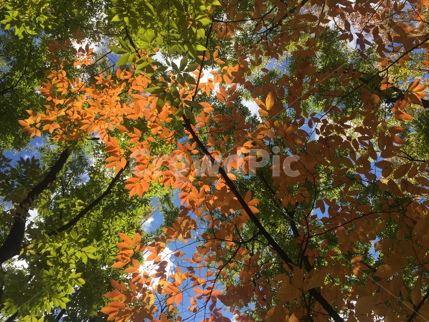 가을,단풍,나무,주황색,연두색,가을,계절,fall,autumn,season,leaf,잎,plant,식물,tree,maple