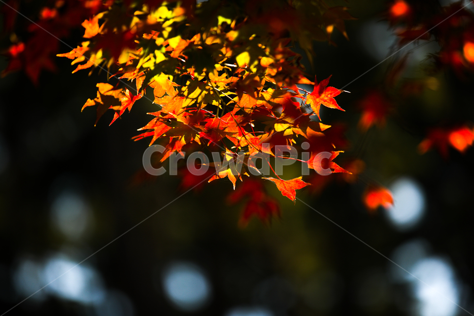 단풍,가을,레드,나뭇잎,추색,낙엽,가을,계절,fall,autumn,season,leaf,잎,plant,식물,tree,나무