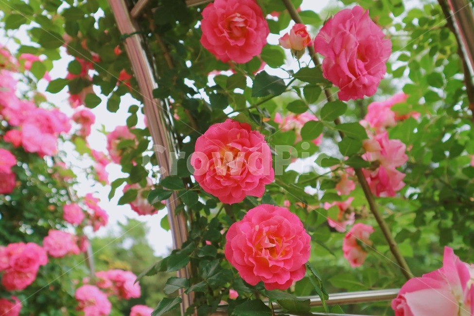 장미꽃,장미,꽃,분홍꽃,5월꽃,식물,자연,plants,nature,꽃,flower
