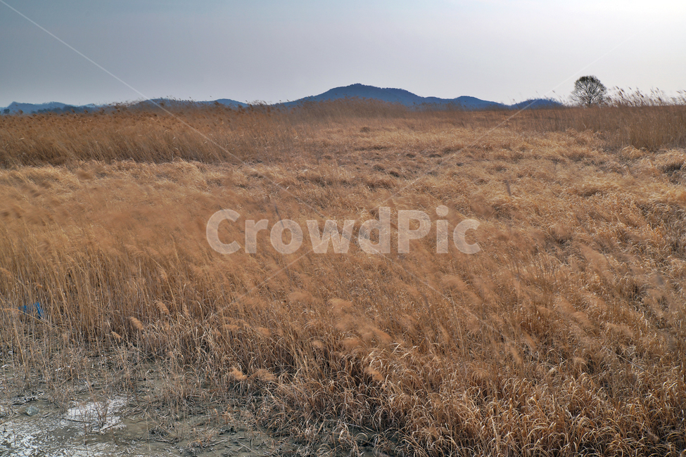 우음도,시화호,시화방조제,화성시,갈대밭,초원,간척지,자연,풍경,nature,landscape