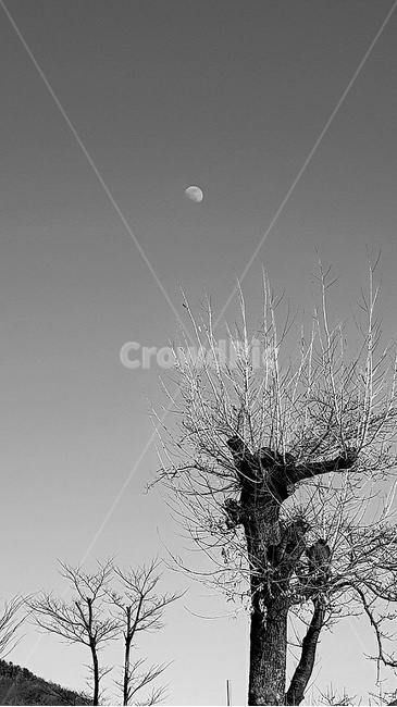 나무,tree,식물,plant,자연,nature,달,감성사진,흑백,모노톤