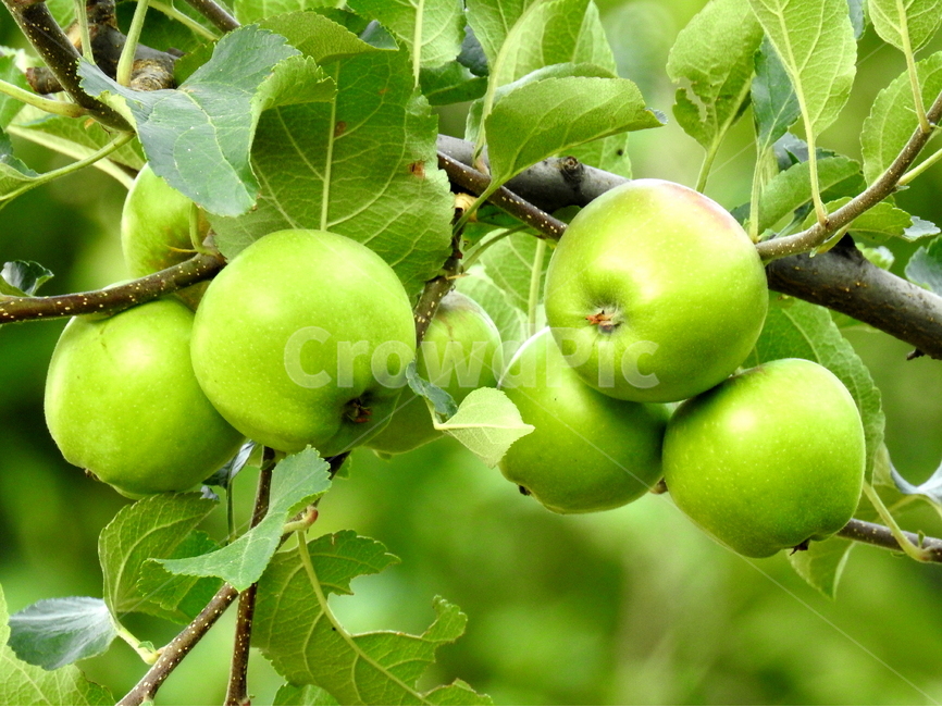 식물,과일,음식,식품,풍경,식물,자연,plants,nature,과일,열매,fruit