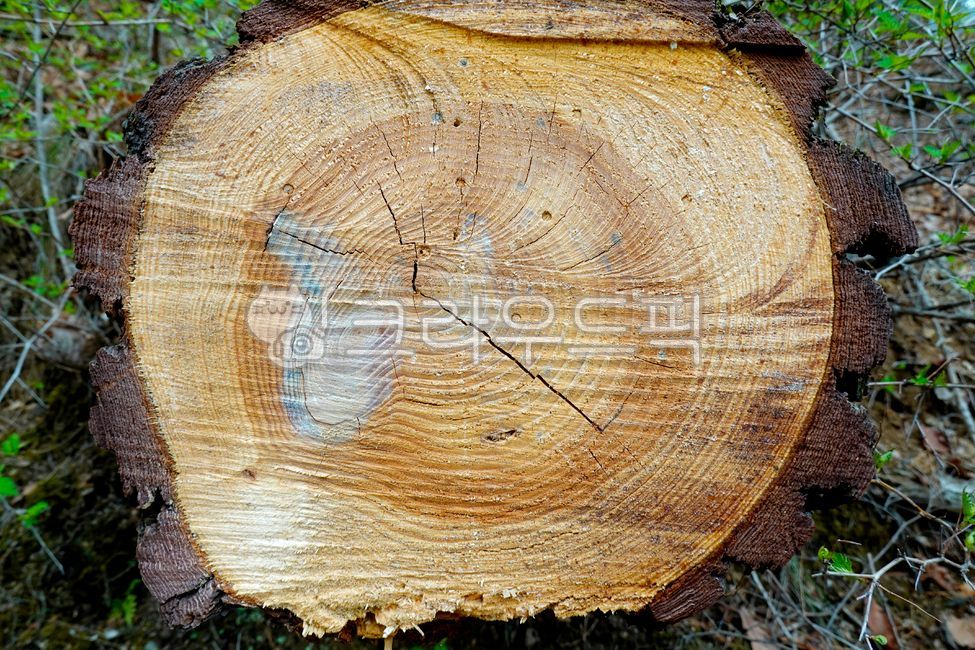 나이테,나무,나무나이,둥근고리,둥근고리테,연륜,동심원,성장,세월