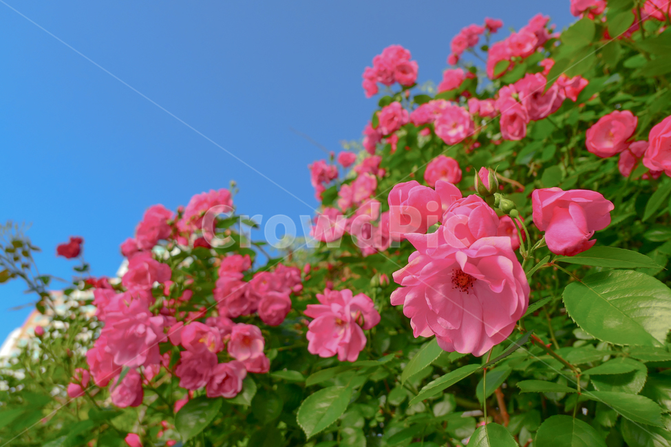 장미,꽃,봄,rose,flower,pink,자연,꽃잎,5월,may,꽃밭,pinkrose,로즈,spring,분홍색,분홍장미,장미꽃밭,덩쿨,식물,자연,plants,nature,꽃,flower