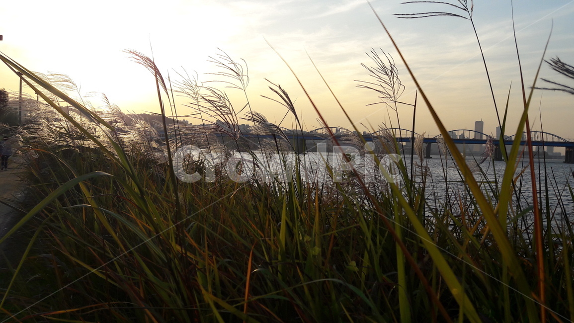 서래섬,하늘,노을,가을,붉은,가을,계절,fall,autumn,season,도시,풍경,city,landscape,한국도시풍경,한국도시경관,korea cityscape,식물,자연,plants,nature,grass,잔디,plant,lawn,reed,갈대