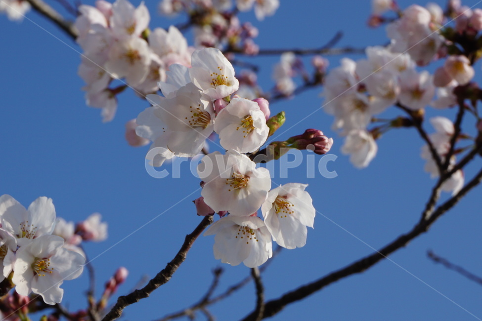 벚꽃,봄꽃,꽃,봄,벚꽃나무,나무,spring,flower
