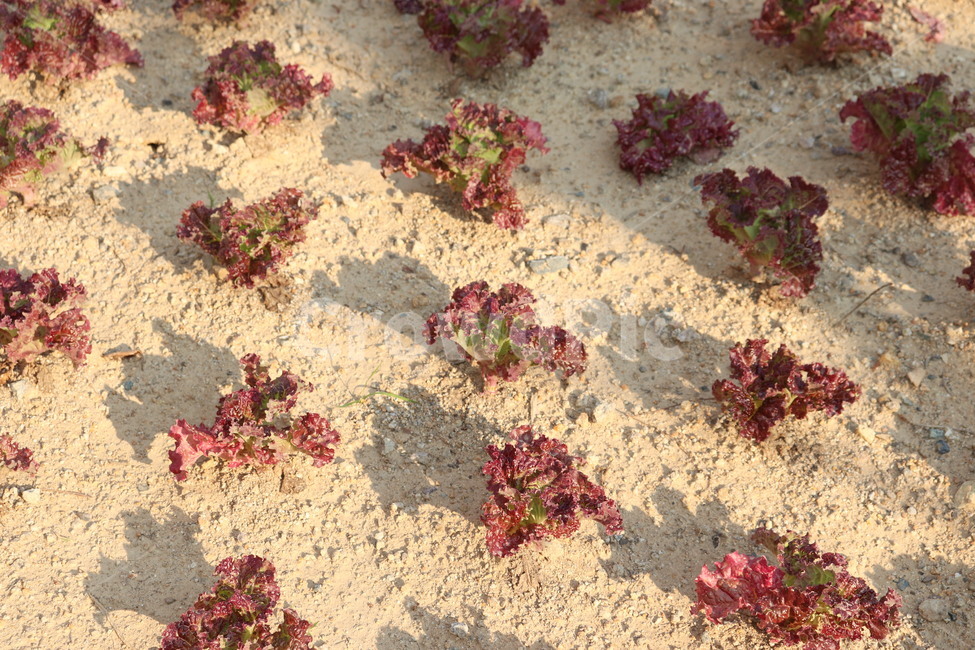 상추,햇빛,그림자,ground,road,gravel,plant,바닥,자갈,식물,sun,shadow