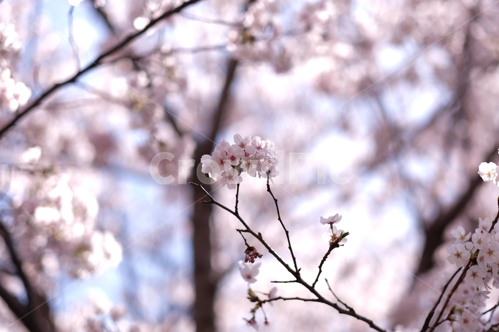 plant,식물,벚꽃,벚꽃나무,꽃,flower,봄,계절,spring,season