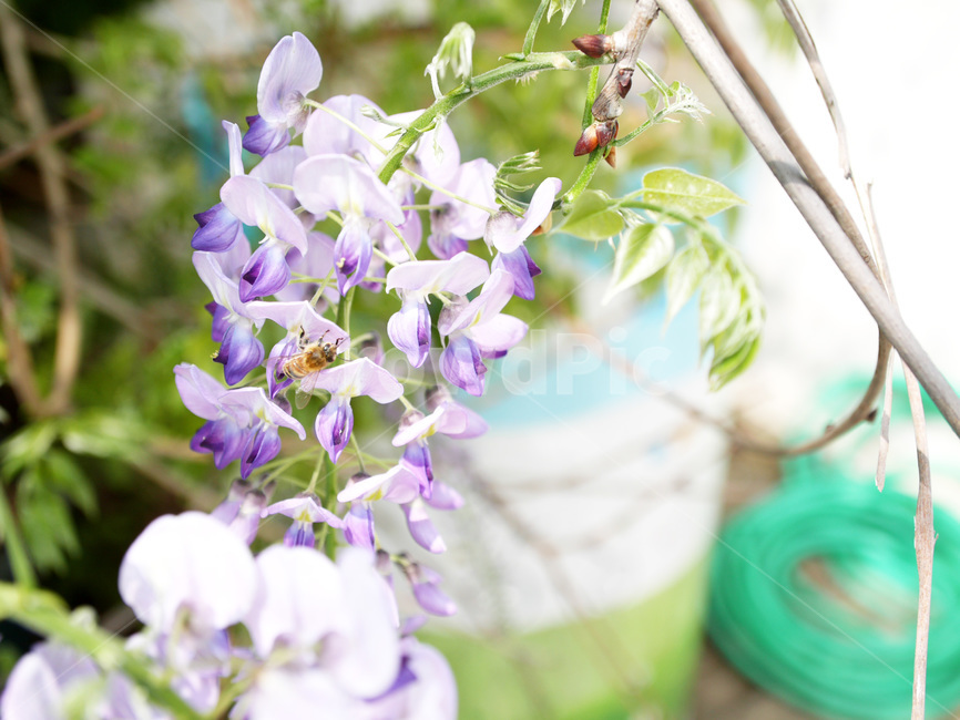 등나무,꽃,보라,나무,풀,가든,식물,자연,plants,nature,꽃,flower
