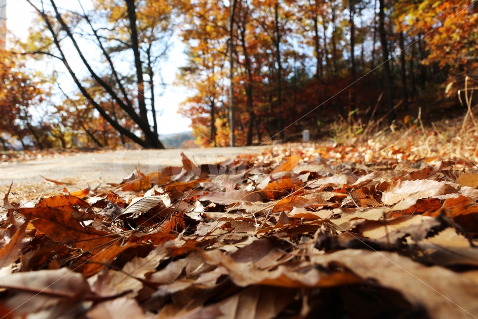 단풍,낙엽,가을풍경,가을,가을배경,가을,계절,fall,autumn,season,leaf,잎,plant,식물,tree,나무