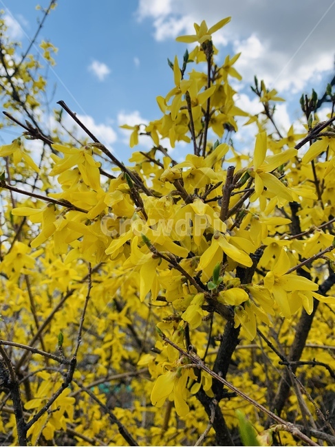 응봉산,봄,개나리,노란꽃,꽃축제,꽃접사
