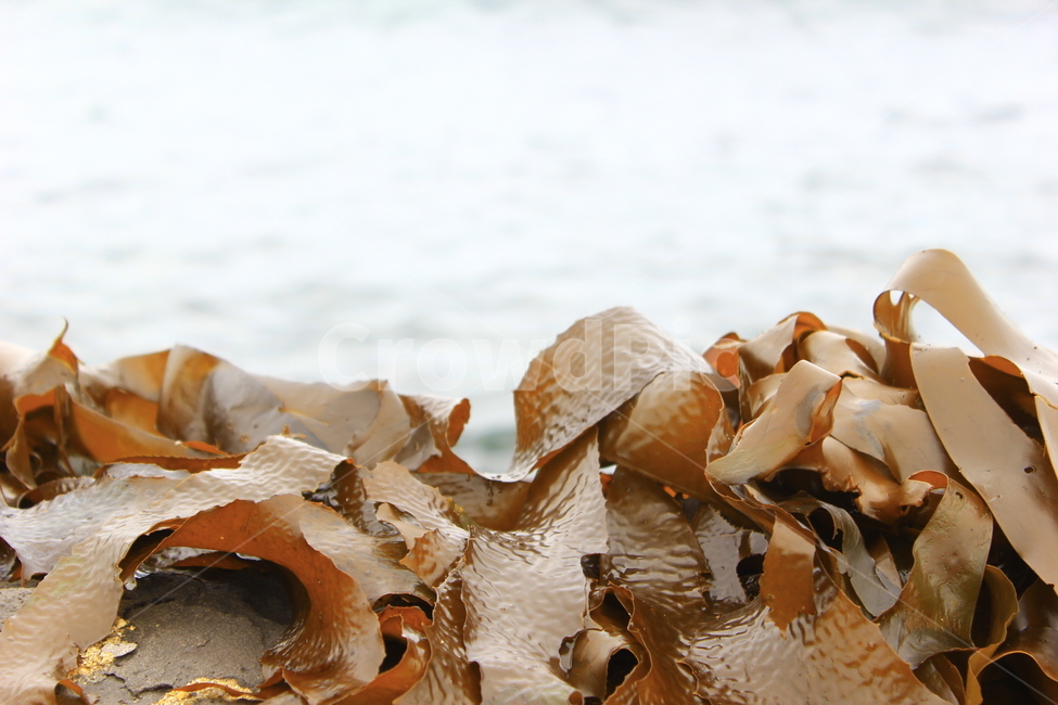 미역,바다,제주도,제주,바다미역,생미역,여행,풍경사진,바다풍경,섬,해변,바다,beach,sea
