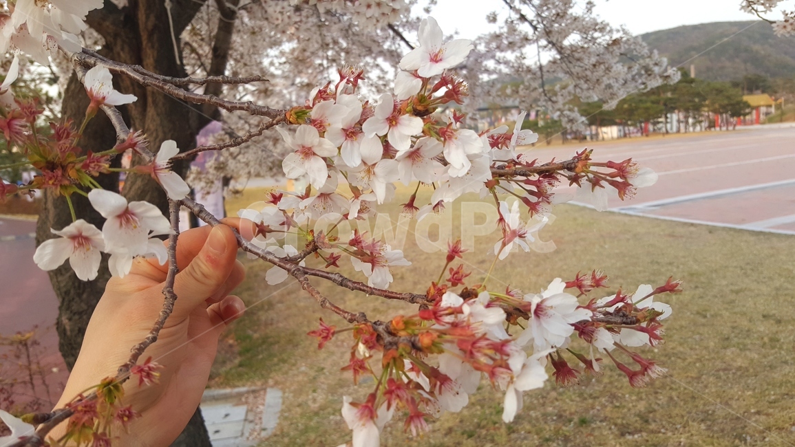 벚꽃,벚꽃나무,꽃,봄,벚꽃그림,CherryBlossom,flower,spring,nature