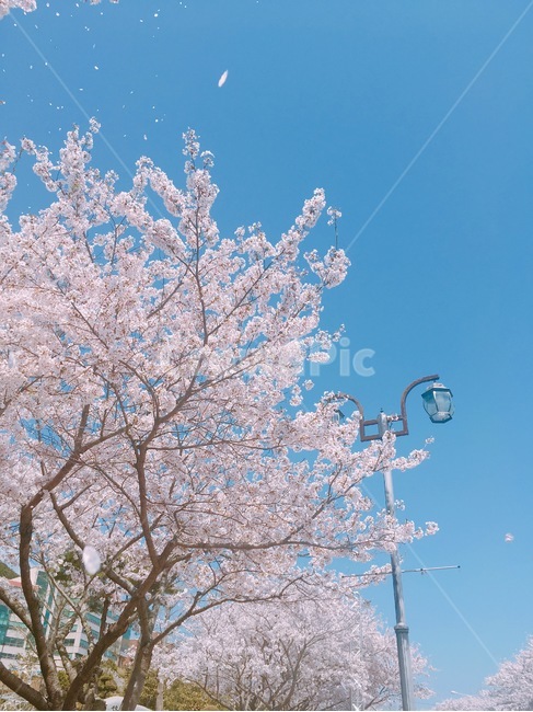 벚꽃,벚꽃나무,봄꽃,꽃나무,flower