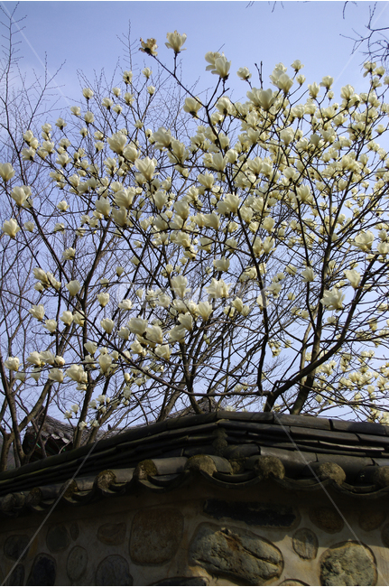 풍경,담장,담,기와,목련나무,목련,하늘,식물,flower,꽃,한국전통,한국문화,korean traditional,korean culture,식물,자연,plants,nature,꽃,flower,나무,trees,wood,건축물,건물외관,exterior,building,structure,architecture,construction