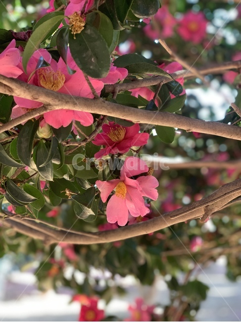 식물,동백꽃,겨울꽃,까멜리아,꽃,flower,식물,자연,plants,nature,꽃,flower
