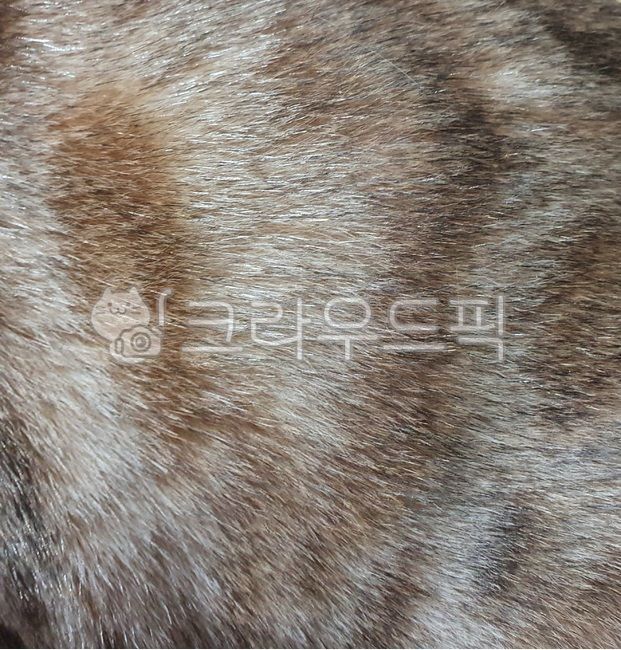 털,고양이털,질감,윤기,fur,모피