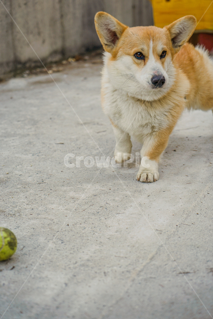 코기,웰시코기,개,강아지,숏다리,댕댕이,동물,animal,포유류,mammal,개,강아지,dog,doggy