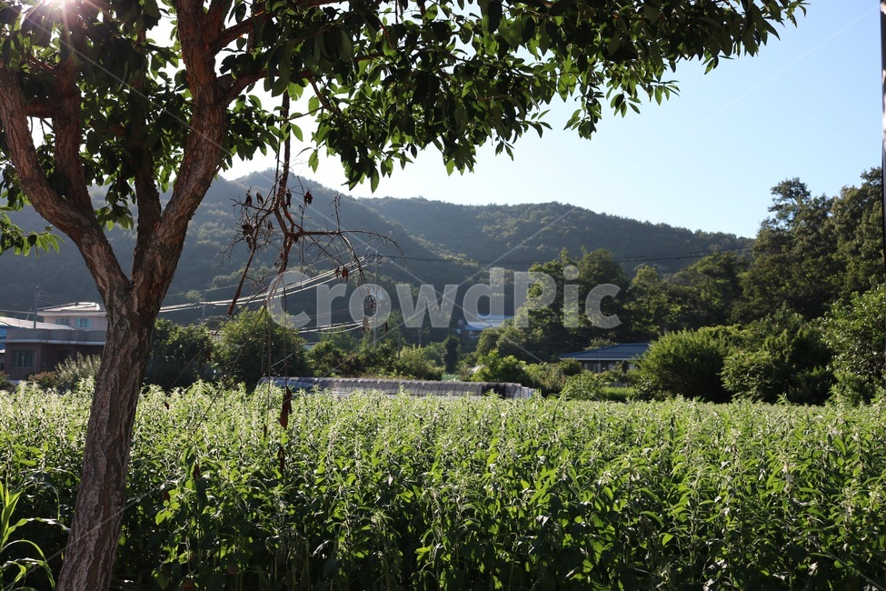 나무,깨,자연,식물,산,하늘,초록,tree,ki,sesame,goma,nature,plants,shokubutsu,mountain,yama,sky,sora,green,midori,skyblue,sorairo,햇빛,sunlight,hizashi,자연,풍경,nature,landscape,outdoors,옥외,field,들,grassland,목초지,farm,농장,rural,농촌
