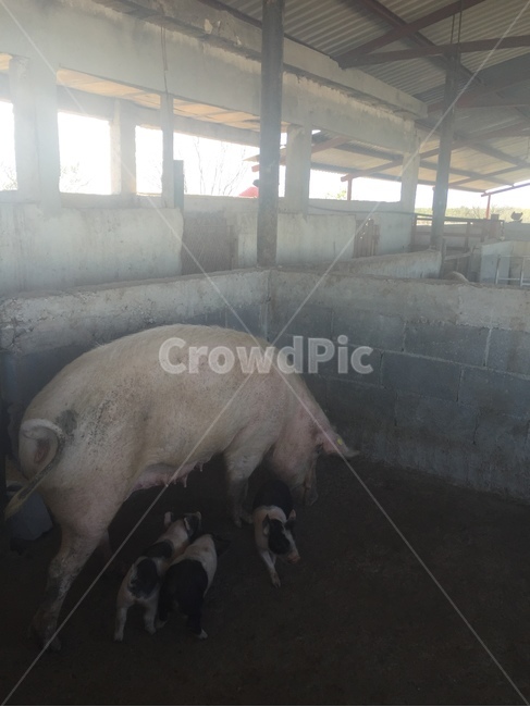 mammal,포유류,animal,동물,pig,돼지,hog,농장,farm