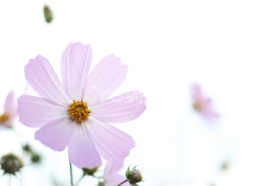 코스모스,꽃,가을,자연,식물,autumn,cosmos,fall,season,plants,nature,flower,계절,야생화,야생,생태,감정,감성,sensible,feeling,emotion,하늘,풍경,접사,가을,계절,fall,autumn,season,식물,자연,plants,nature,꽃,flower,plant