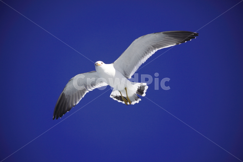 갈매기,바다새,대형조류,commongull,mewgull,laruscrassirostris,괭이갈매기,동물,animal,조류,새,birds