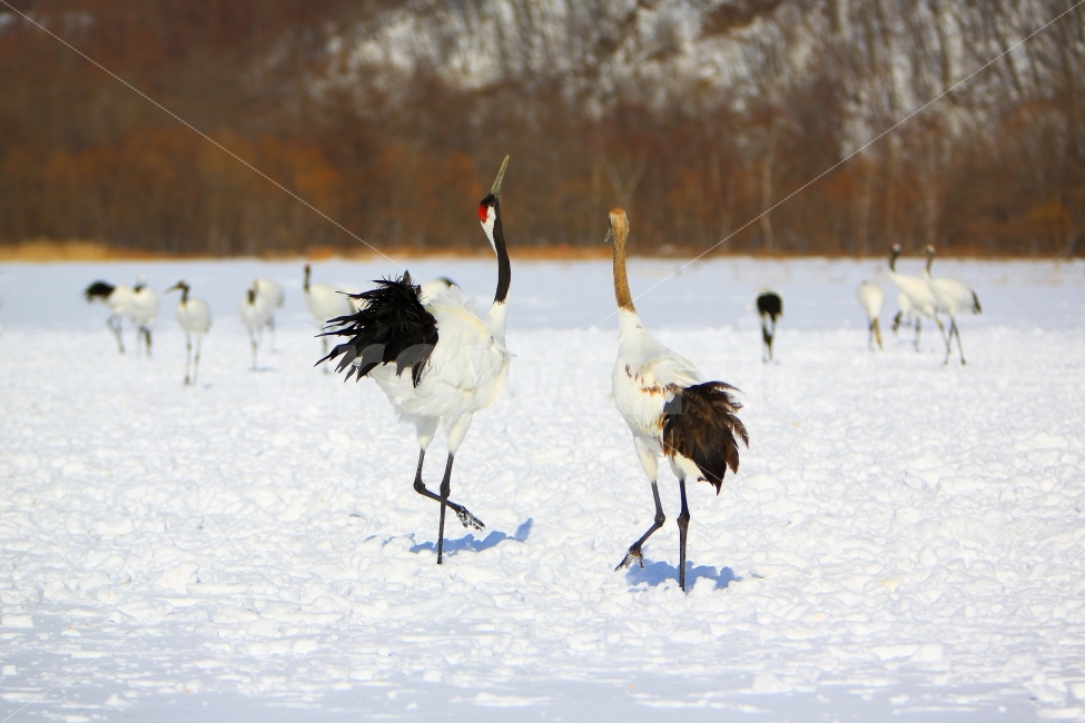 두루미,아칸국제두루미센타,홋카이도,자연,동물,겨울,계절,winter,season,동물,animal,조류,새,birds