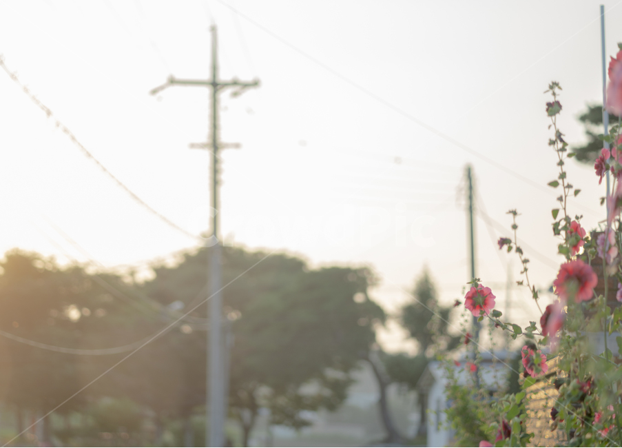 꽃,자연,풍경,들꽃,감성,분위기,여름,자연,풍경,nature,landscape,식물,plants,꽃,flower