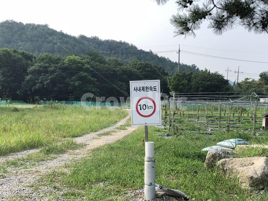 제한속도,표지판,감성,길,풀
